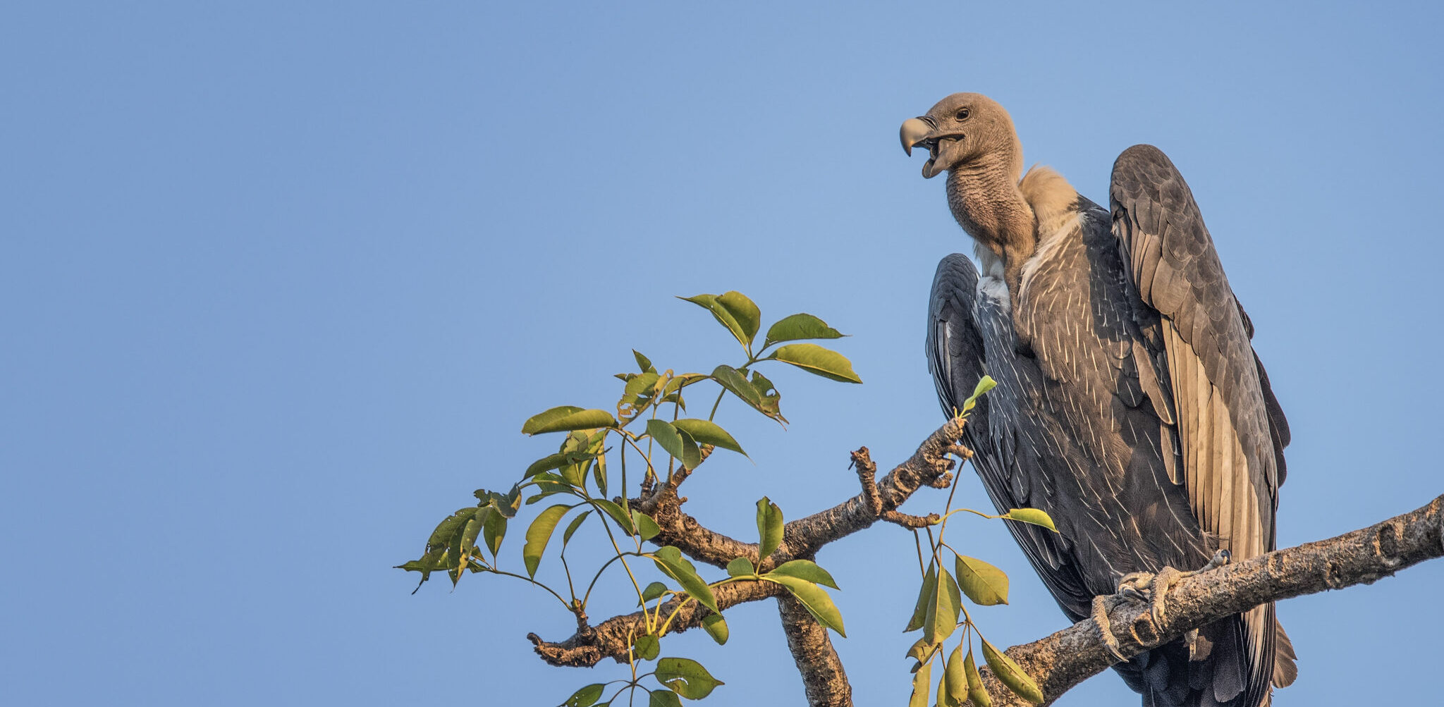 White-rumped Vulture