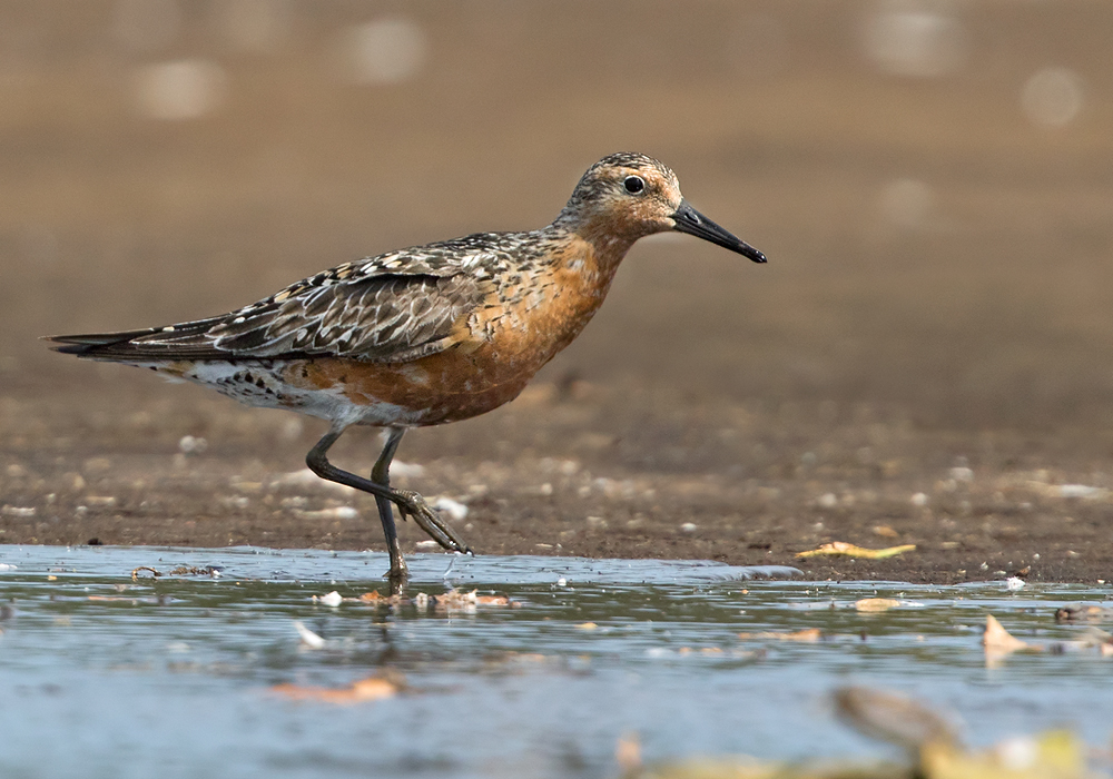 Red Knot
