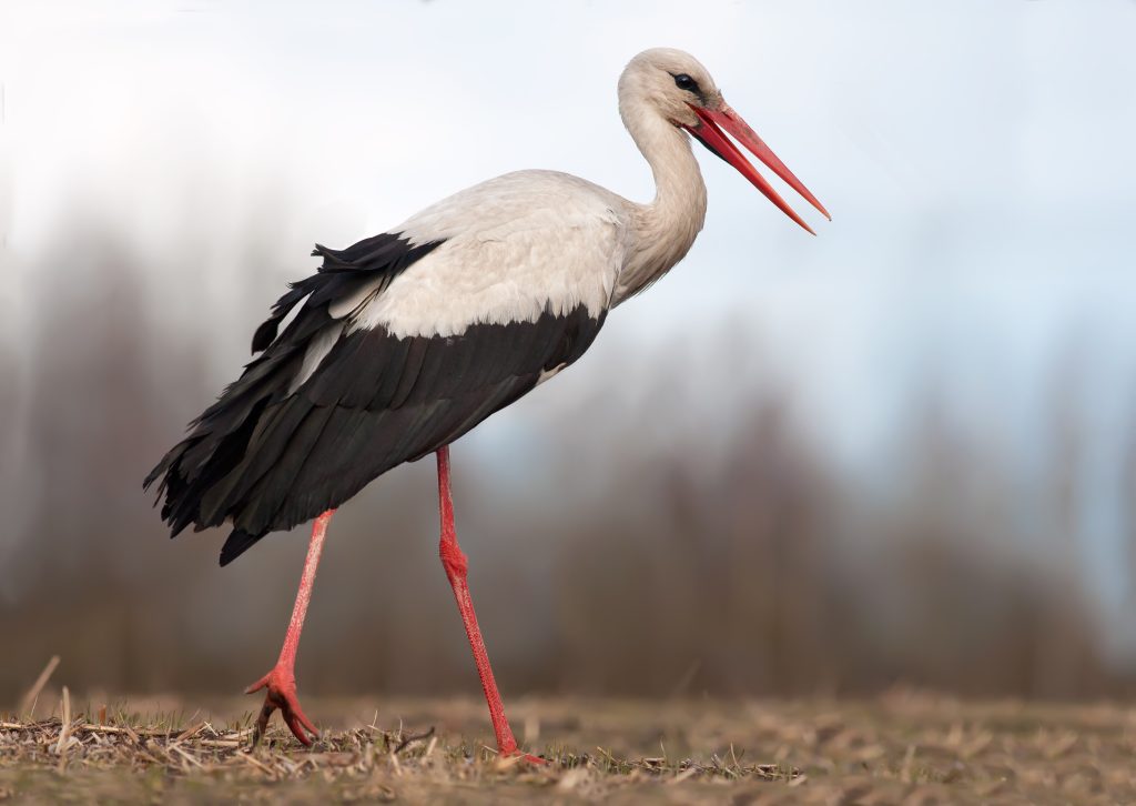 White Stork