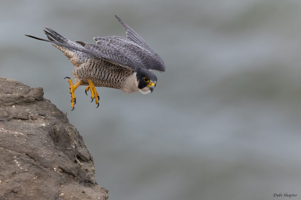 Peregrine Falcon