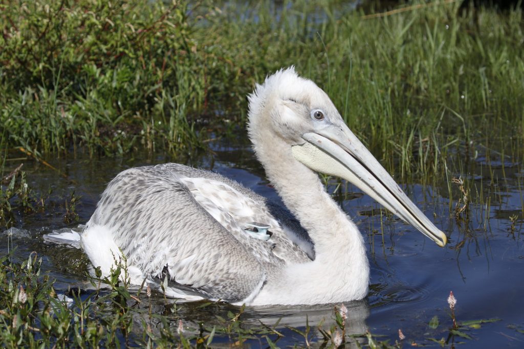 Dalmatian Pelican with Satellite Tracker