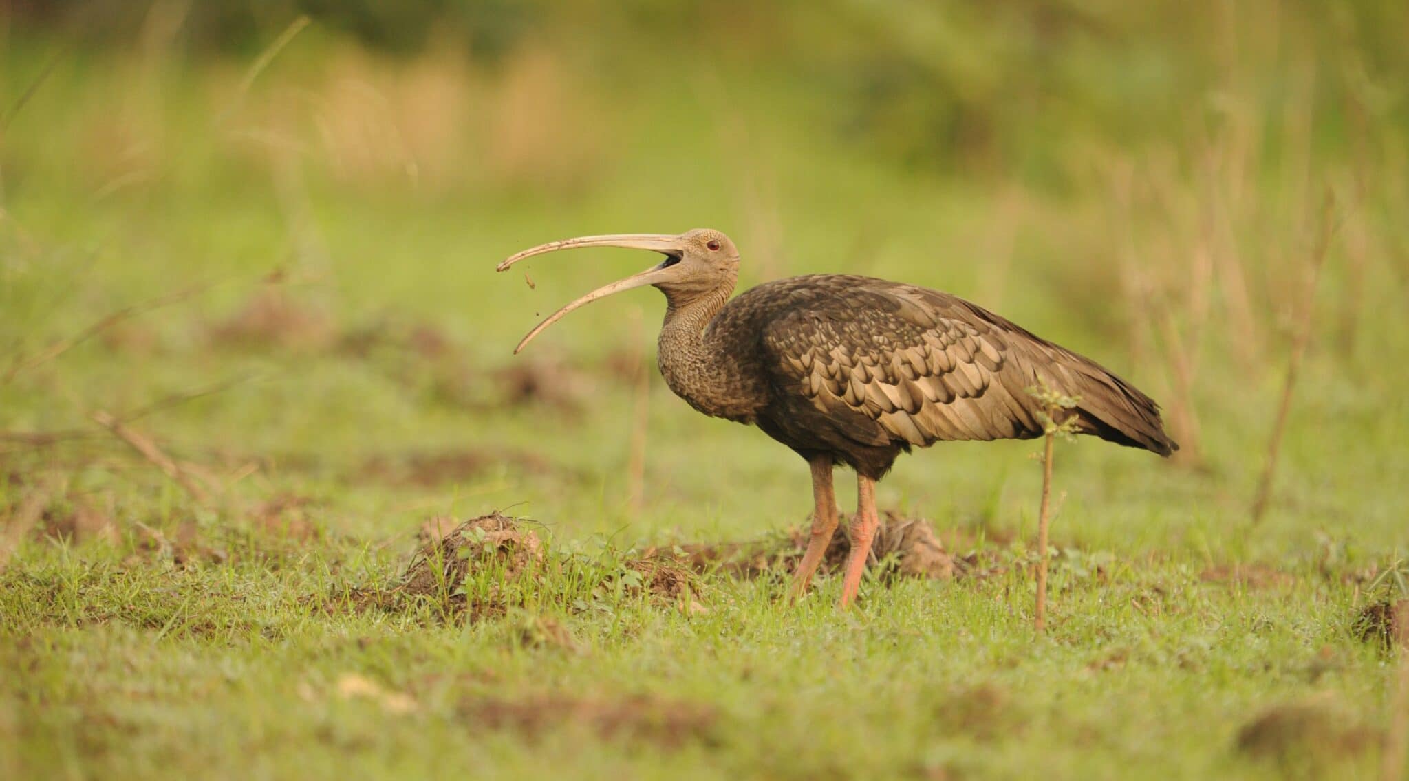 Giant Ibis