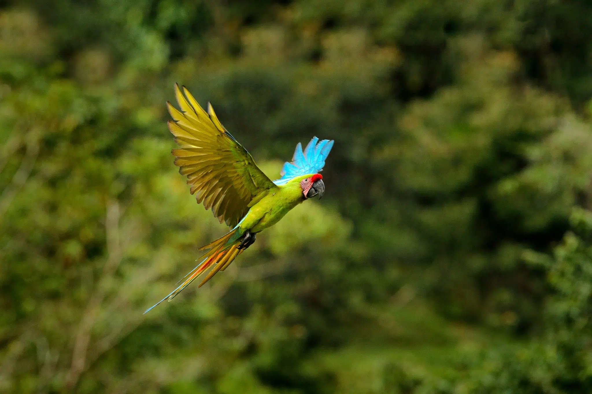 Great Green Macaw flying over the rainforest.