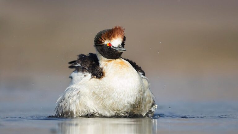Hooded Grebe, BirdLife International, Species Champions