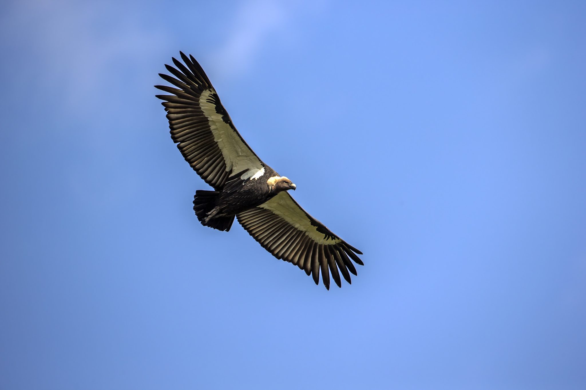 White-Rumped Vulture (Gyps bengalensis) Critically Endangered