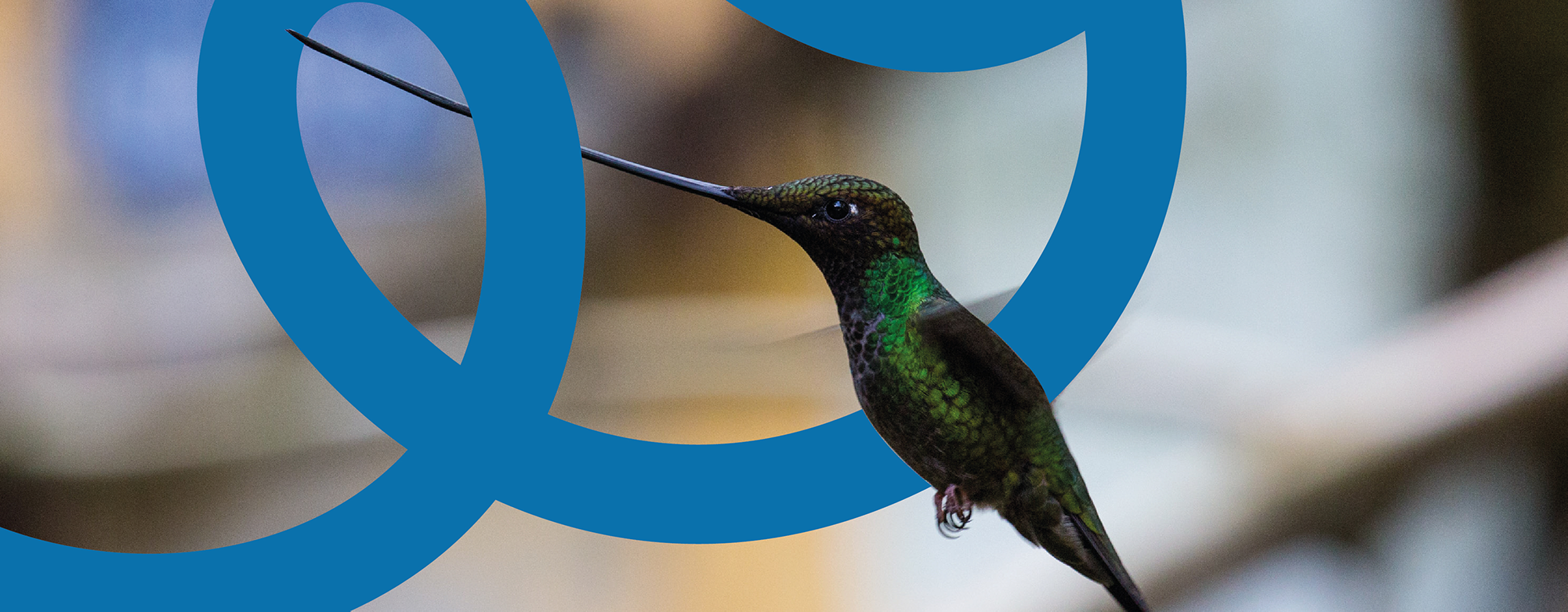 BirdLife International, values, humming bird