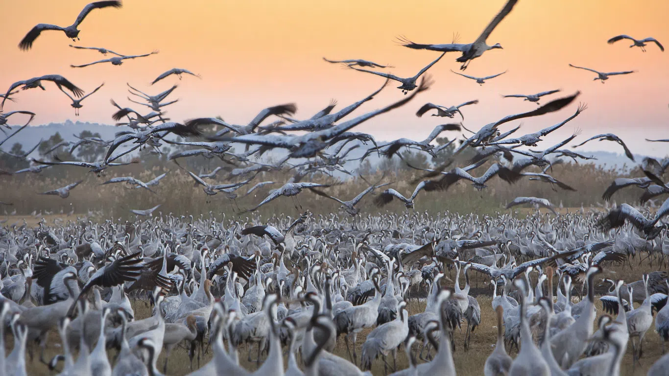 Bird migration
